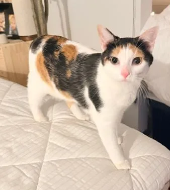 Lei Is More Beautiful