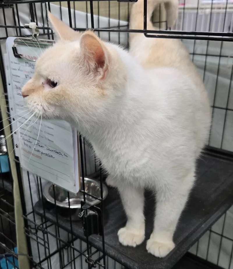 An adult large-sized male Domestic Short Hair cat named Magnus for adoption in Mokena, IL