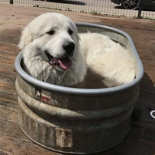 A senior large-sized male White / Cream Great Pyrenees dog named Roscoe for adoption in Spring, TX