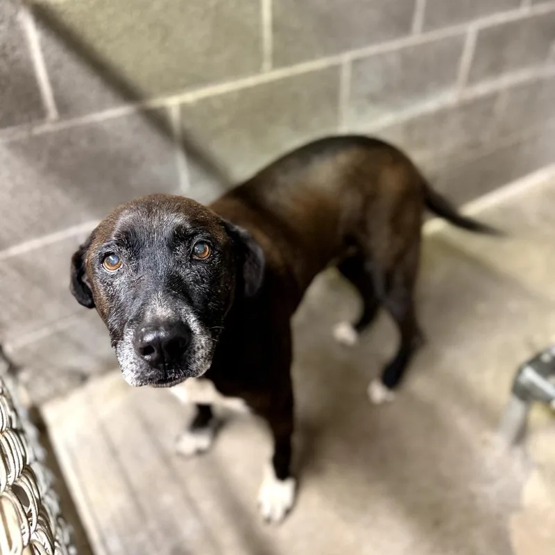 A senior large-sized male Black Mixed Breed dog named Earl Ray for adoption in Pauls Valley, OK