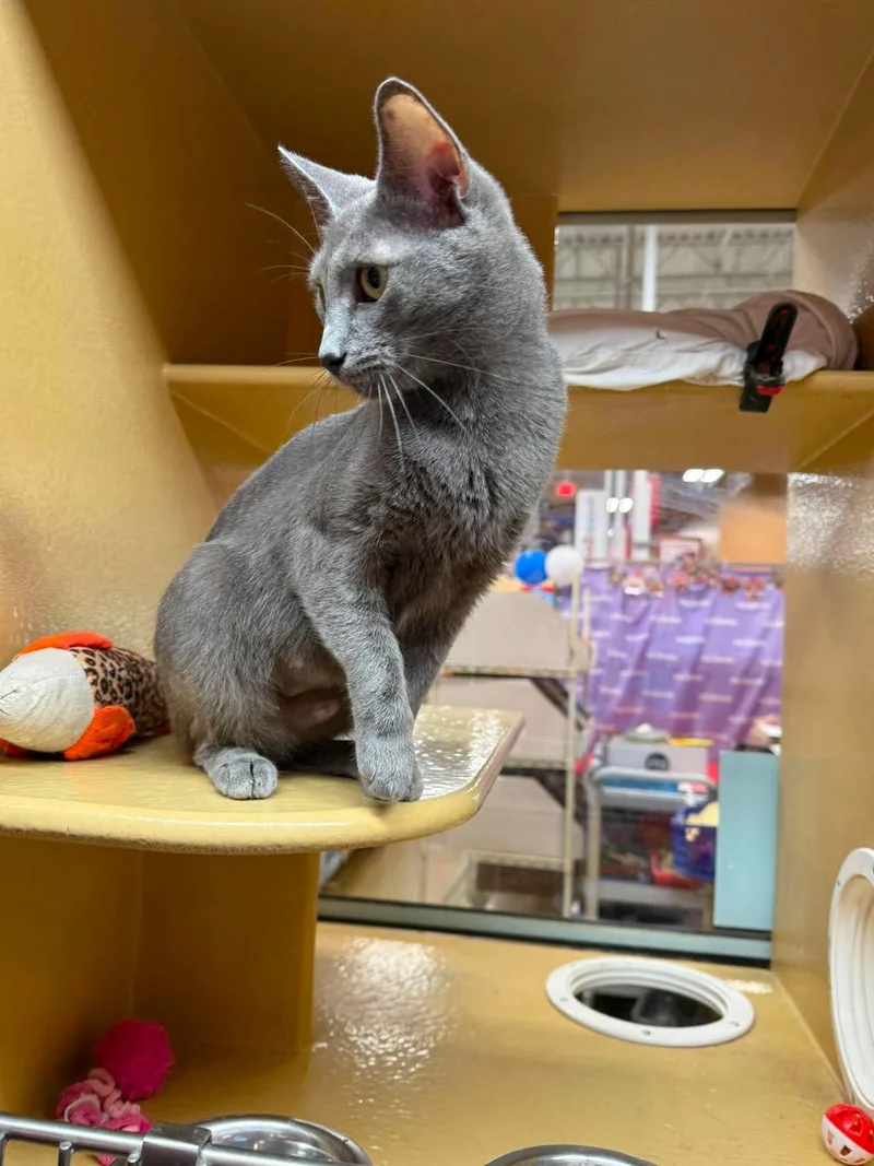 A young medium-sized female Gray / Blue / Silver Domestic Short Hair cat named Shimmer for adoption in Marion, IN