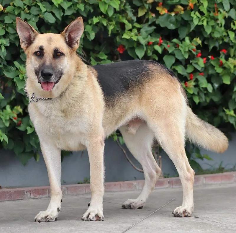 A young large-sized male Black German Shepherd Dog dog named Leo von Lenne for adoption in Los Angeles, CA