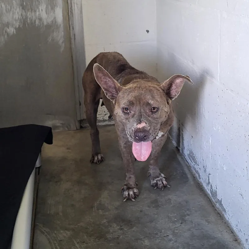 An adult medium-sized female Gray / Blue / Silver Mixed Breed dog named Luna for adoption in Lake Panasoffkee, FL
