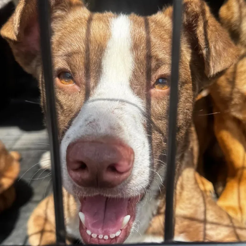 An adult medium-sized male Brown / Chocolate Shepherd dog named Rolie Polie Olie for adoption in Aldie, VA