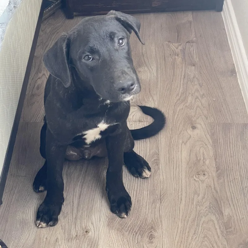 A baby large-sized male Mastiff dog named Amazing Rey for adoption in Burlington, NC