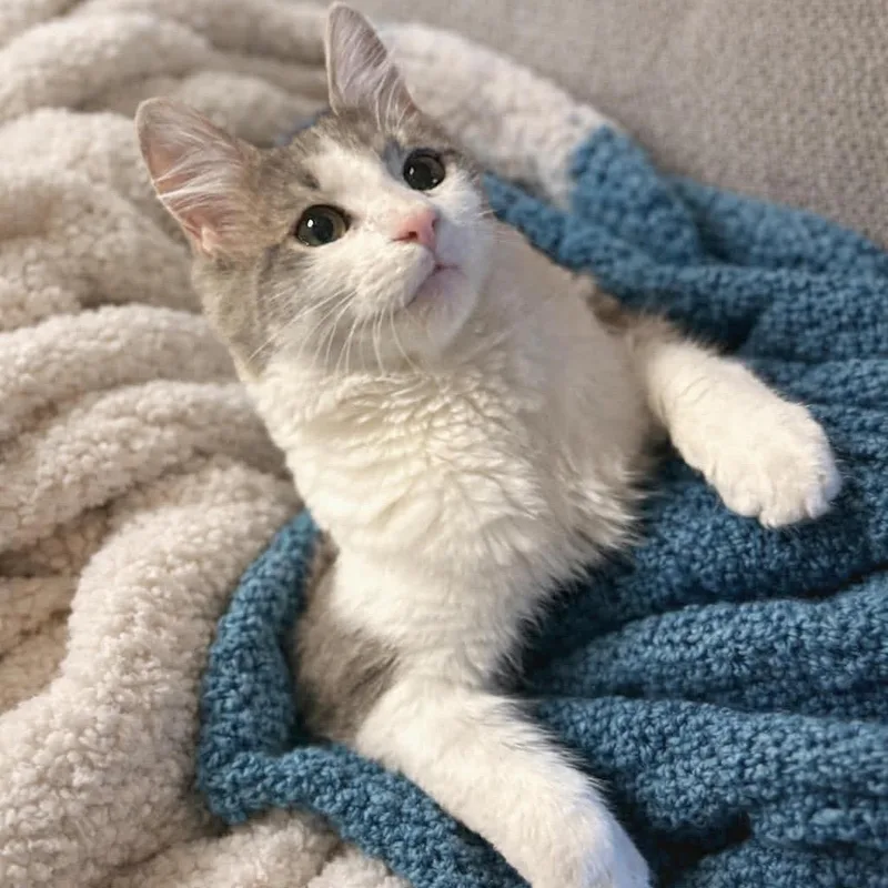 A young small-sized male Domestic Short Hair cat named William for adoption in Woodstock, GA