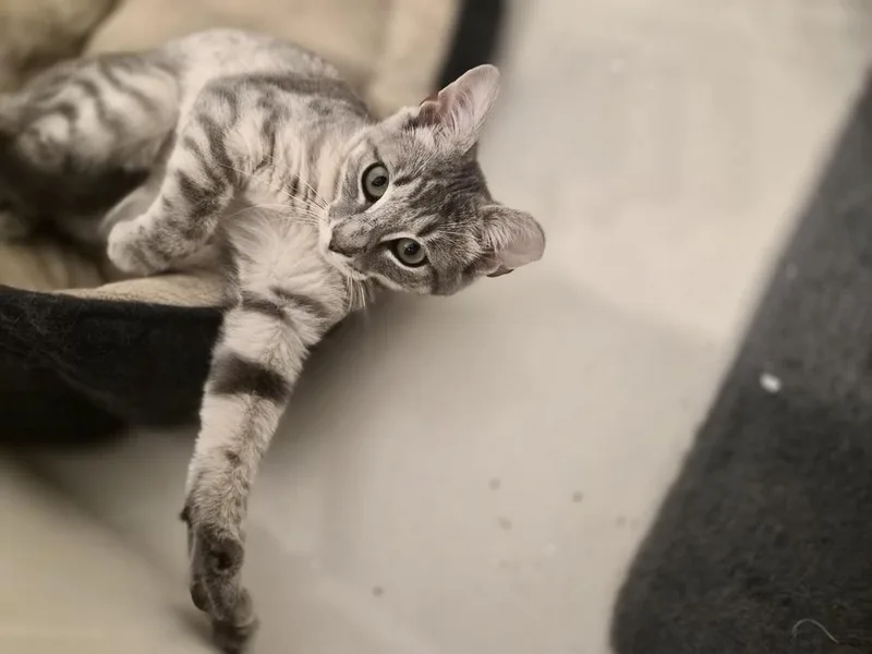 A baby small-sized female Domestic Short Hair cat named Freckles for adoption in Patchogue, NY