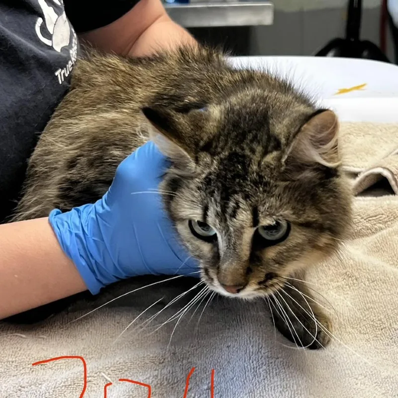 An adult medium-sized female Brown / Chocolate Domestic Short Hair cat named Mama Mitzi for adoption in Mount Juliet, TN