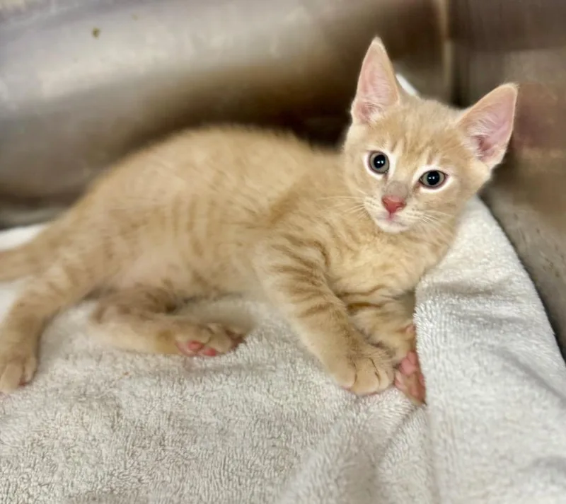 A baby medium-sized male Domestic Short Hair cat named Grant for adoption in Danielsville, GA