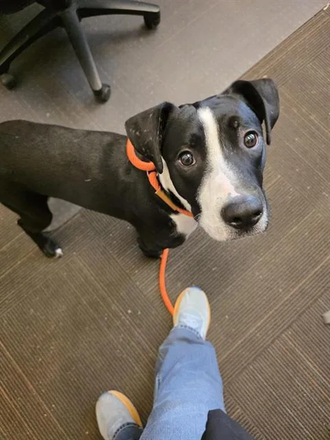 A young medium-sized male Pit Bull Terrier dog named Diggy for adoption in West Valley City, UT