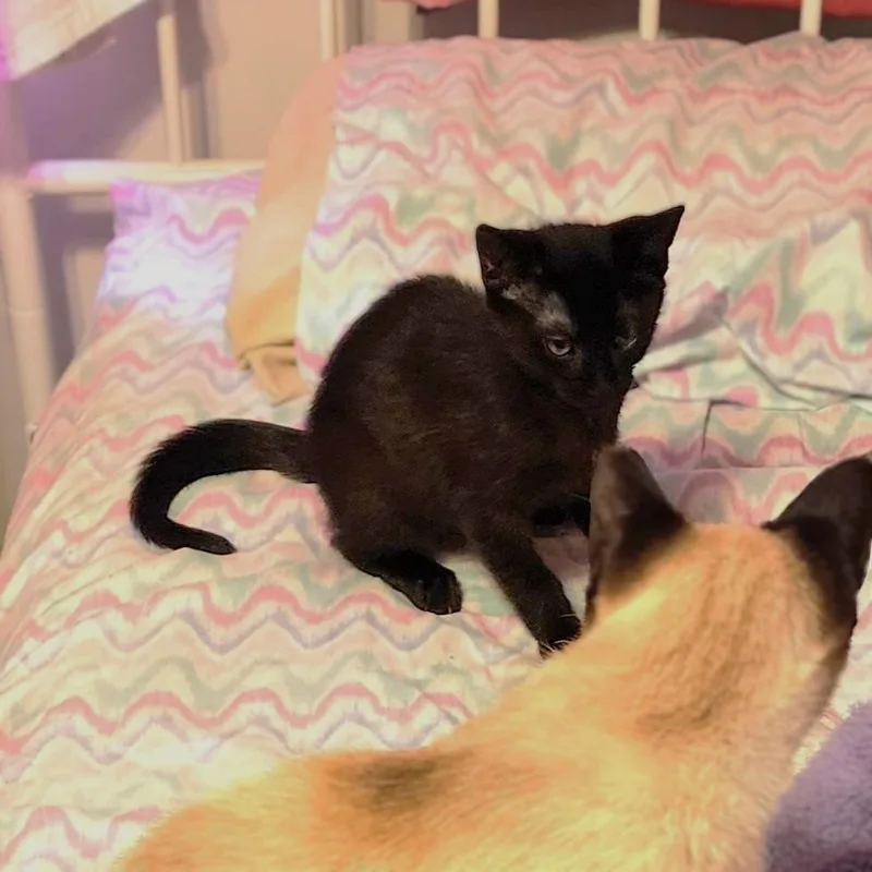 A baby small-sized female Black Domestic Short Hair cat named Echo for adoption in Orange, CA