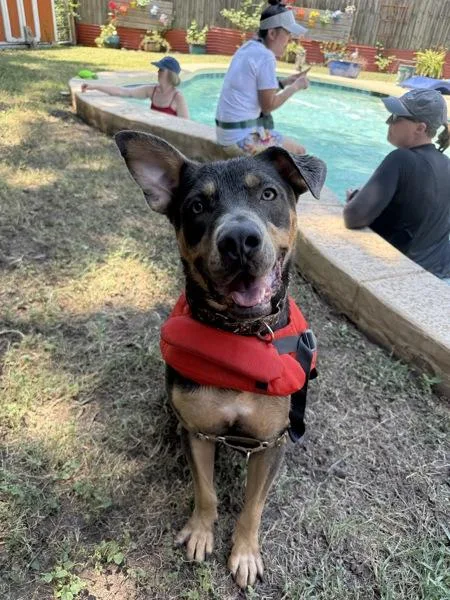 An adult large-sized male American Staffordshire Terrier dog named Opie for adoption in Austin, TX