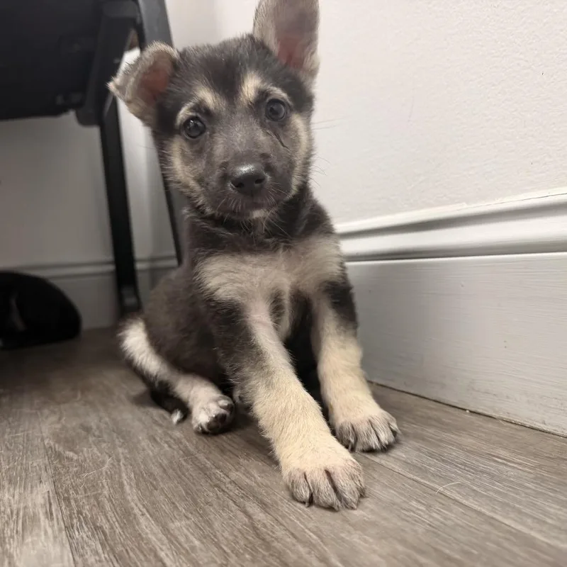 A baby medium-sized female Yellow / Tan / Blond / Fawn German Shepherd Dog dog named Lily for adoption in Aberdeen, NC