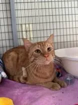 An adult medium-sized male Orange / Red Domestic Short Hair cat named David for adoption in Manitowoc, WI