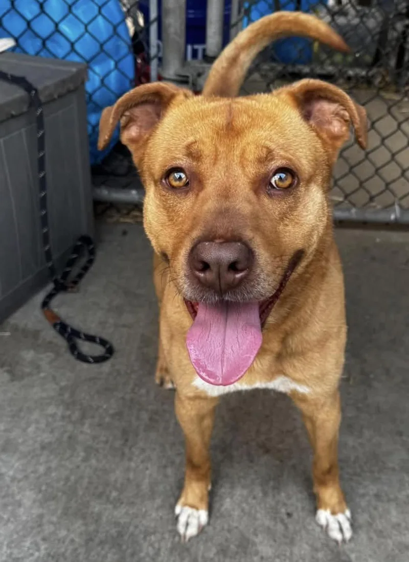 An adult medium-sized male Yellow / Tan / Blond / Fawn Pit Bull Terrier dog named Buddy Guy for adoption in Chicago, IL