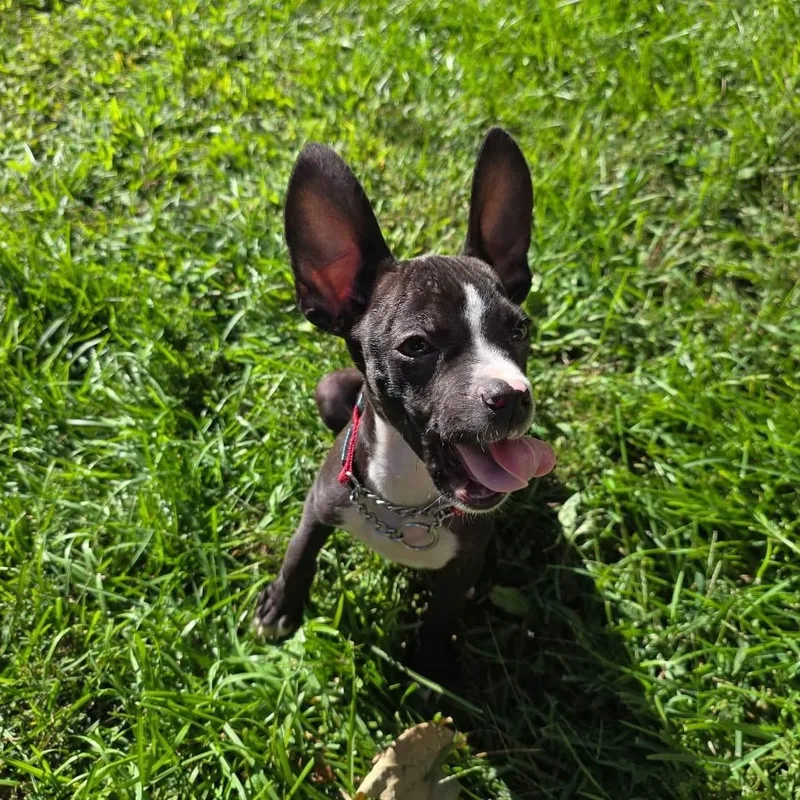 Max