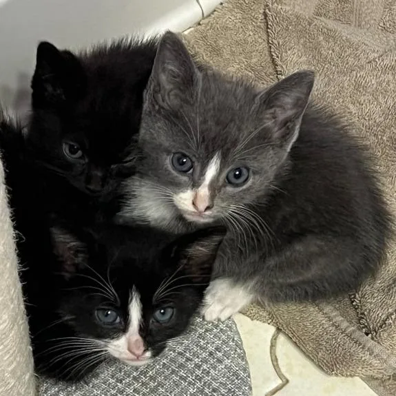 A baby small-sized female Black Domestic Short Hair cat named Tee Vee for adoption in Columbus, GA