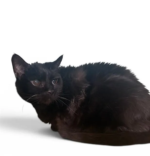 A senior medium-sized male Domestic Medium Hair cat named Black Magic for adoption in Agoura, CA