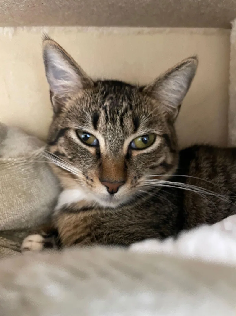 Strawberry & Banana thumbnail 3