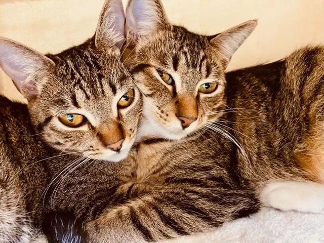 Strawberry & Banana thumbnail 5