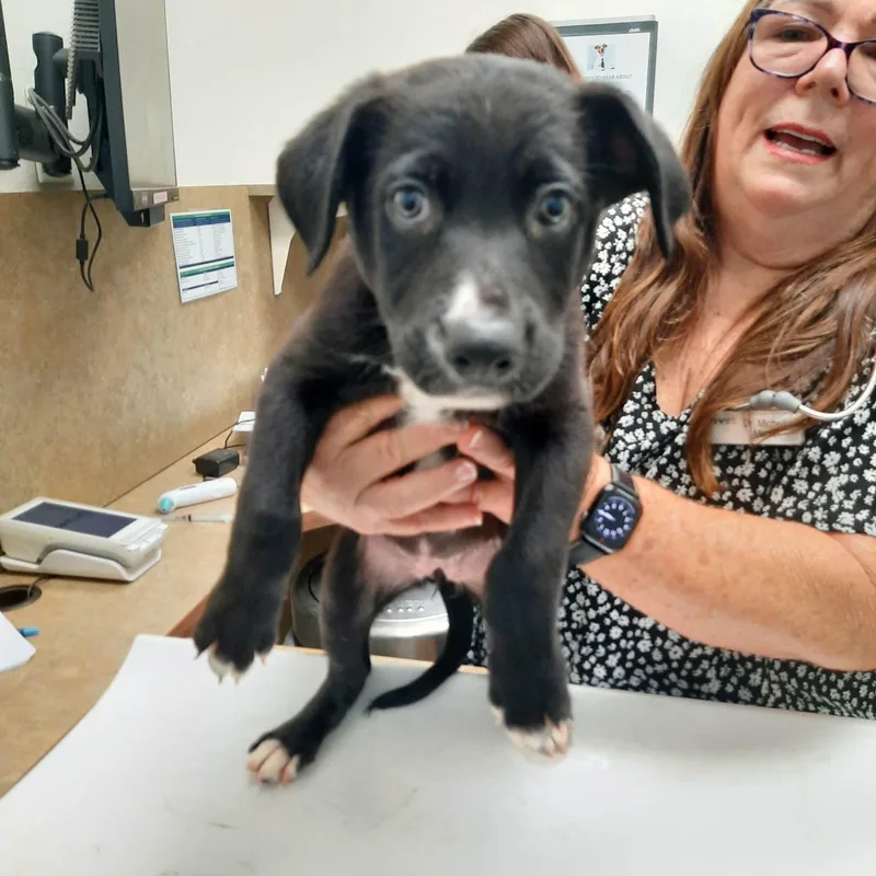 German shep mix puppies