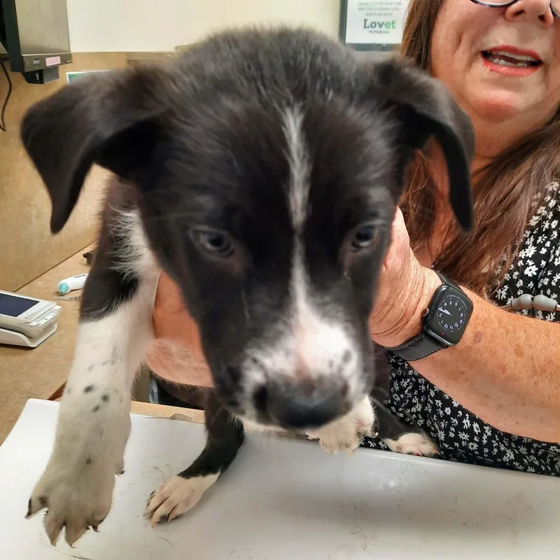 German shep mix puppies thumbnail 2