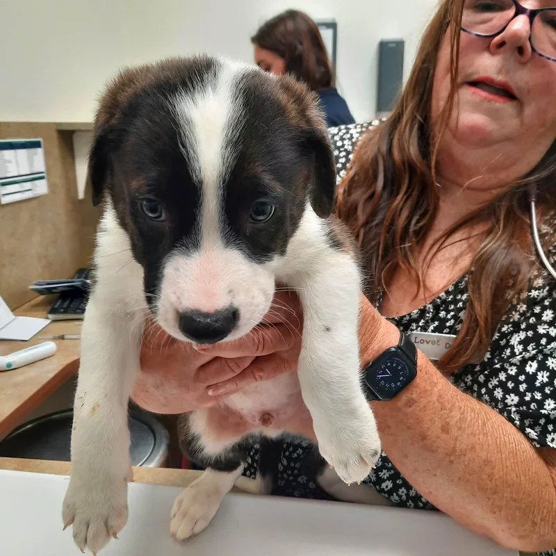 German shep mix puppies thumbnail 3