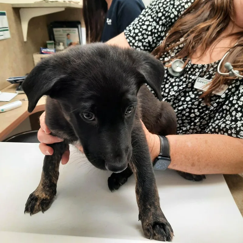 German shep mix puppies thumbnail 4