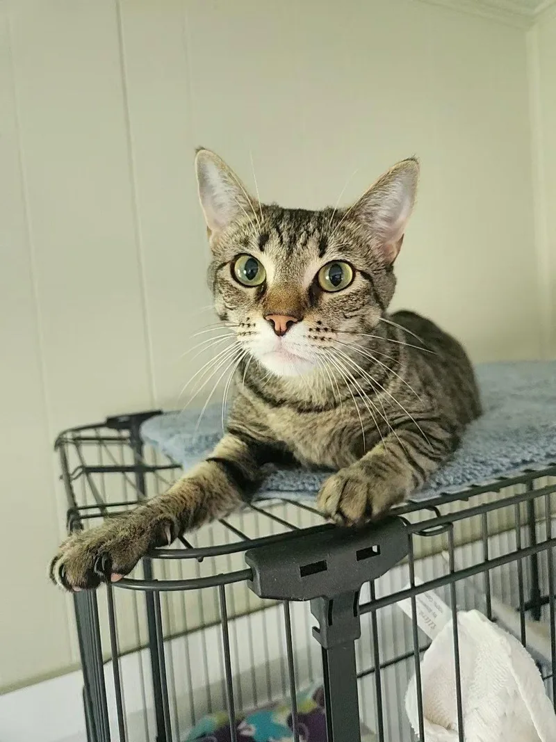 An adult medium-sized female Domestic Short Hair cat named Gidgit for adoption in Magnolia Springs, AL