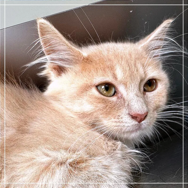 A baby small-sized male Orange / Red Domestic Medium Hair cat named Rotifer for adoption in Chapel Hill, NC