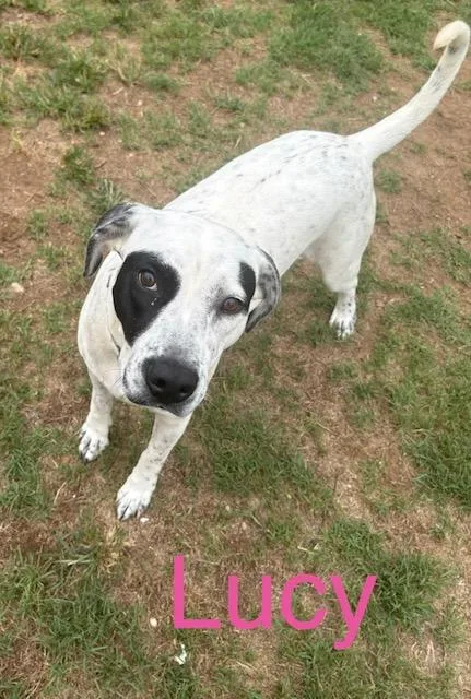 A young medium-sized female Pointer dog named Lucy for adoption in Zimmerman, MN