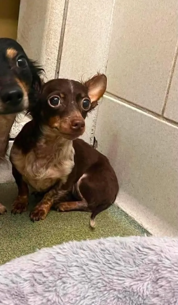 An adult small-sized female Chihuahua dog named Pixie for adoption in Newport, KY