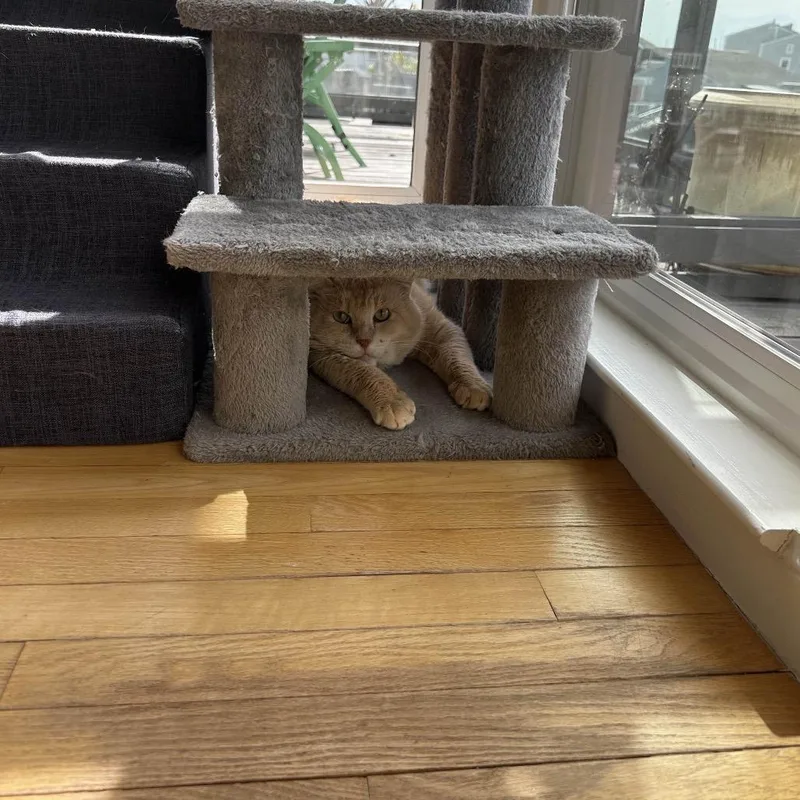 Honey Bear thumbnail 2