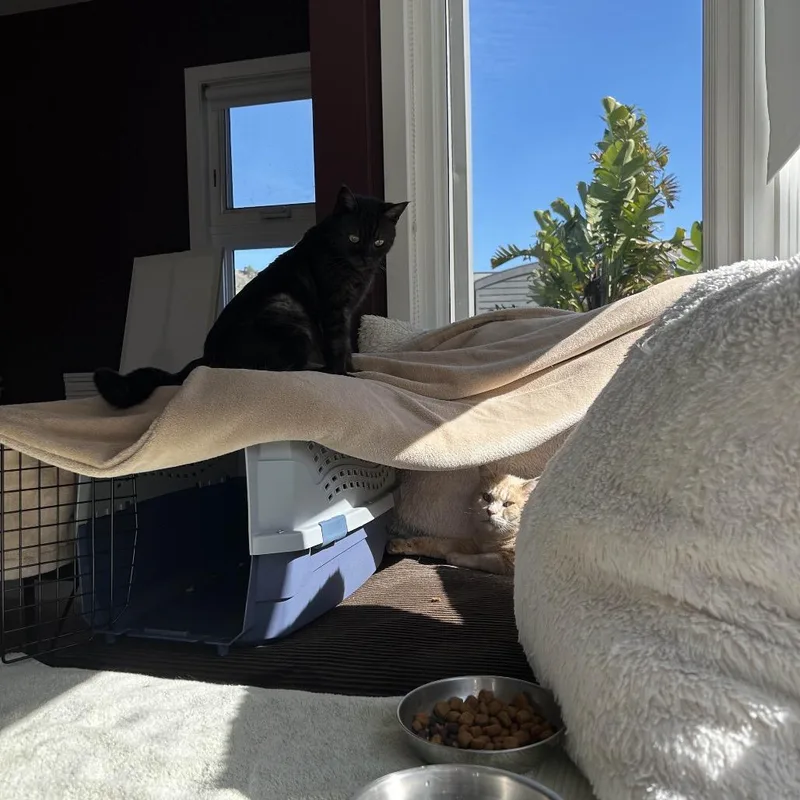 Honey Bear thumbnail 3