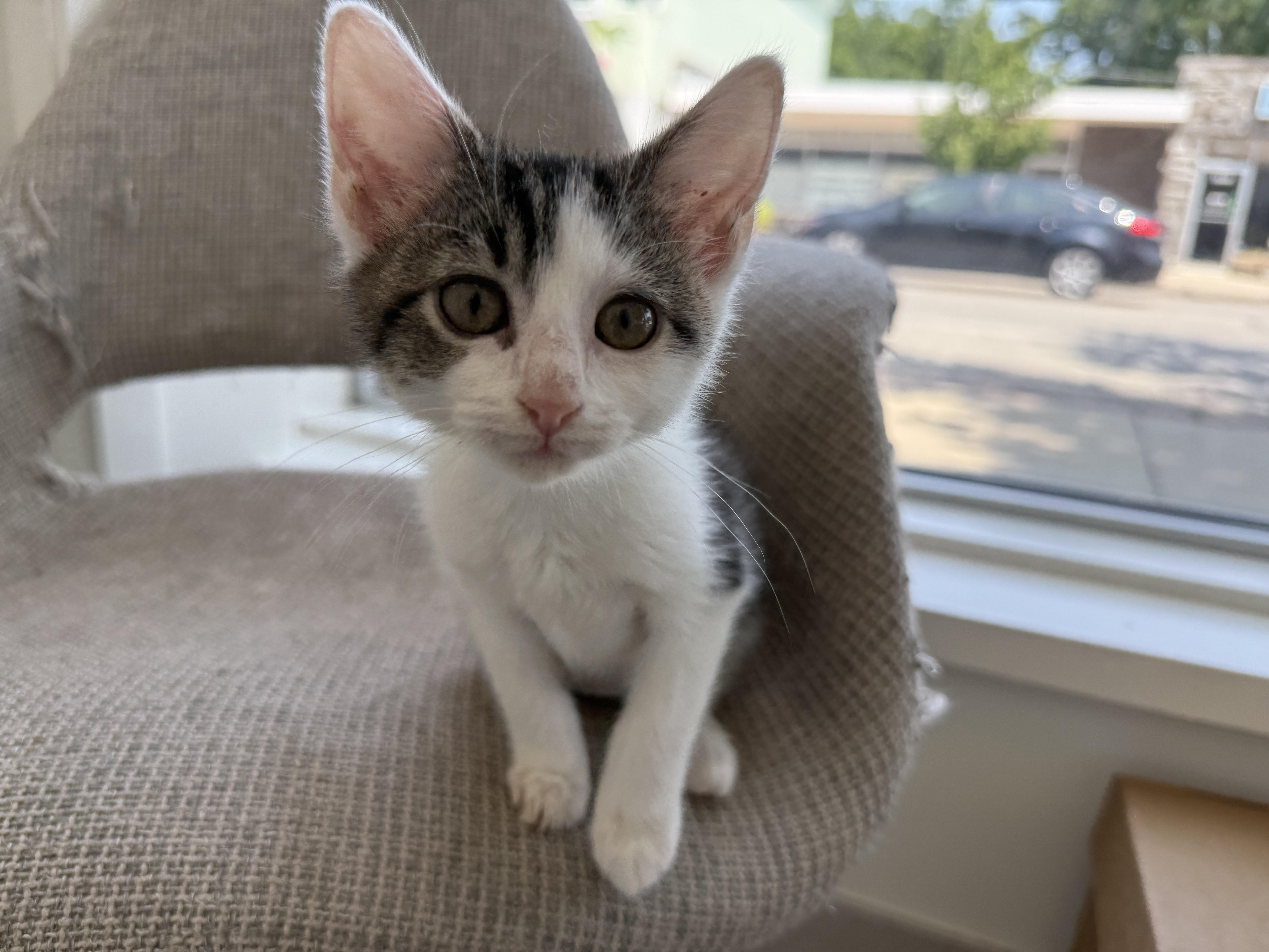 A baby medium-sized male Domestic Short Hair cat named Sia for adoption in Evanston, IL