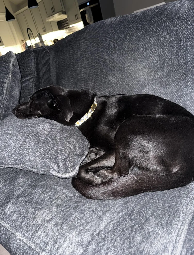 A young medium-sized female Black Labrador Retriever dog named Meeka for adoption in Mooresville, NC
