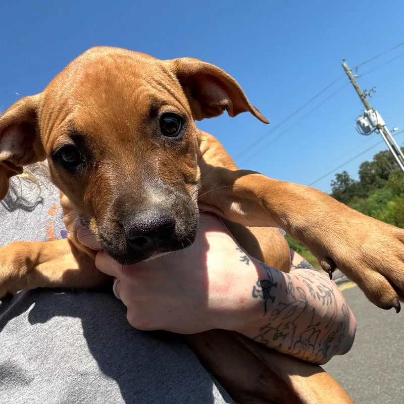 A baby small-sized female Terrier dog named Coco for adoption in Marshall, TX