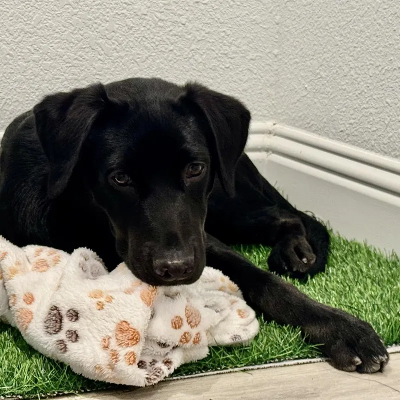 A baby medium-sized male Black Labrador Retriever dog named Boden Earth C for adoption in Allen, TX