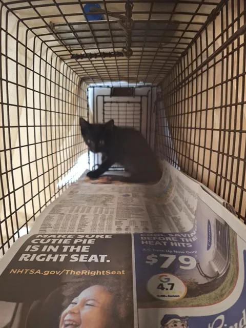 A baby large-sized male Domestic Short Hair cat named Groot for adoption in Fort Lauderdale, FL