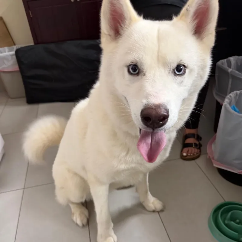 An adult medium-sized male White / Cream Husky dog named Rigby for adoption in Lauderhill, FL