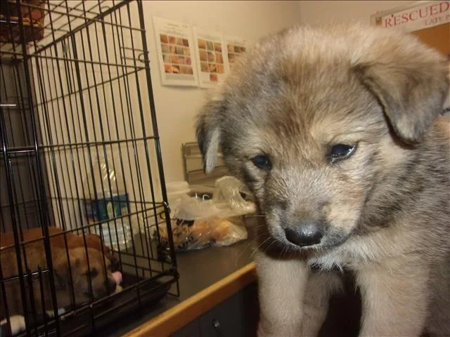 A baby small-sized female German Shepherd Dog dog named Julez for adoption in Van Nuys, CA
