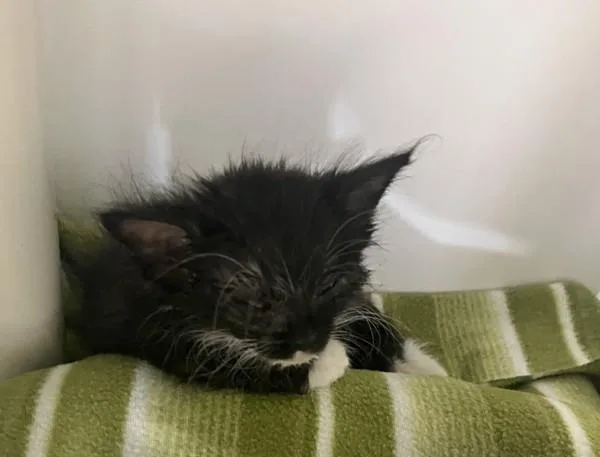 A baby small-sized male Domestic Short Hair cat named Dutch for adoption in San Diego, CA