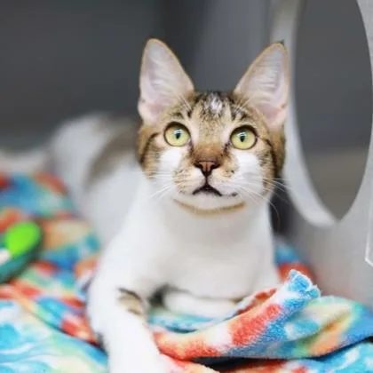A baby small-sized male Gray / Blue / Silver Domestic Short Hair cat named Alonzo for adoption in Atlanta, GA