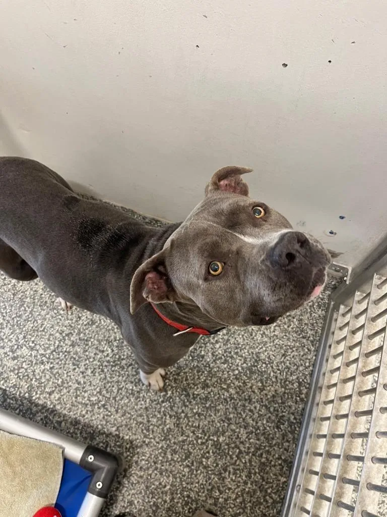 A young large-sized female Pit Bull Terrier dog named Bertha for adoption in Mustang, OK