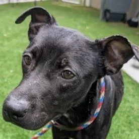 A young medium-sized male Pit Bull Terrier dog named Elliot for adoption in Fairfax, VA