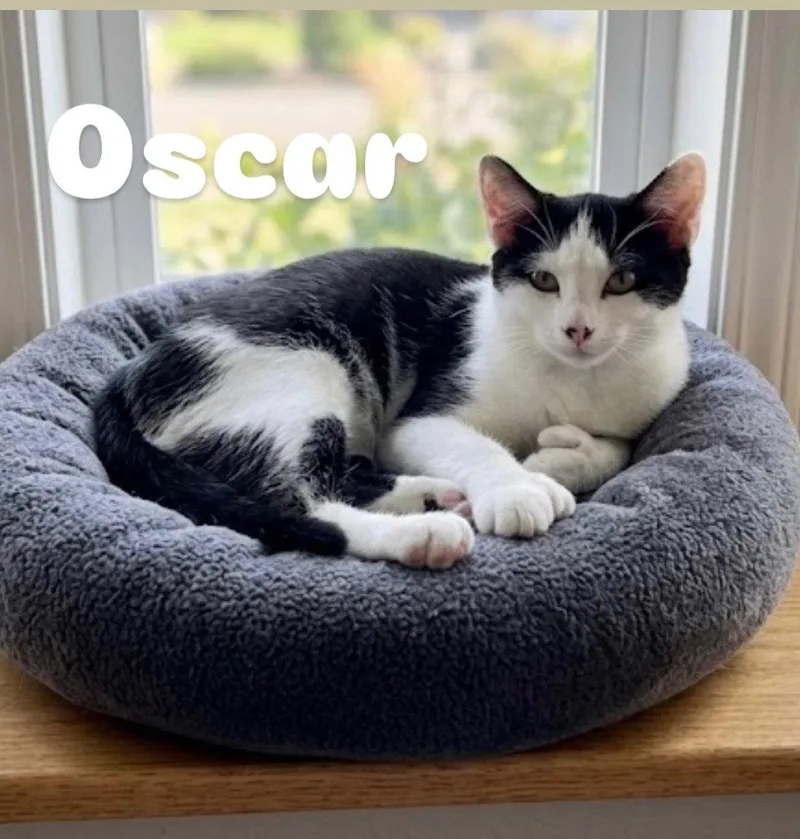 A baby medium-sized male Extra-Toes Cat / Hemingway Polydactyl cat named Oscar for adoption in Chandler, AZ