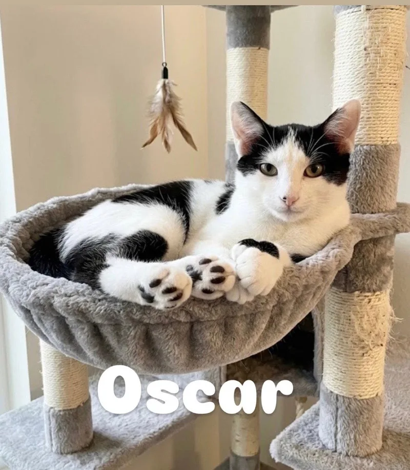 Oscar thumbnail 2