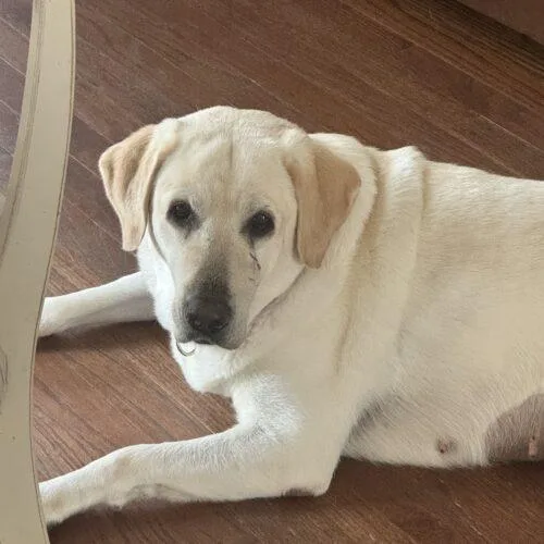 An adult large-sized female White / Cream Labrador Retriever dog named Liberty for adoption in Lincolnshire, IL