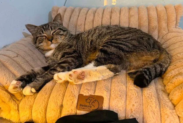 An adult medium-sized male Tabby (Buff / Tan / Fawn) Domestic Medium Hair cat named Spartan for adoption in Anchorage, AK