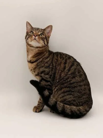 An adult medium-sized male Domestic Short Hair cat named Tiggs for adoption in Bowling Green, KY
